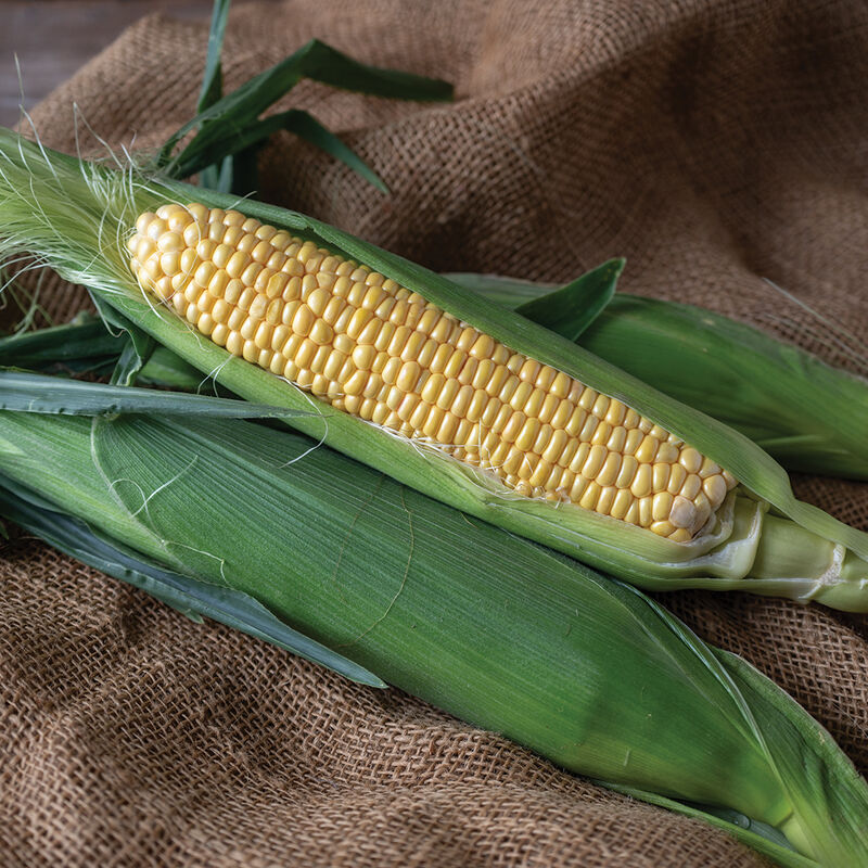 Takeoff MXR – Organic Corn Seed